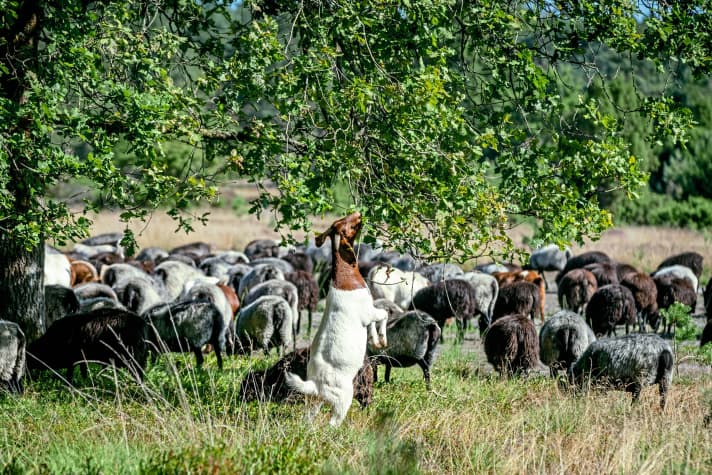 Heideschapen – en geiten – zijn de natuurbeschermers op de heide.
