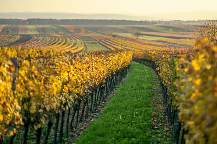 Wijnstokken zover het oog reikt in Burgenland