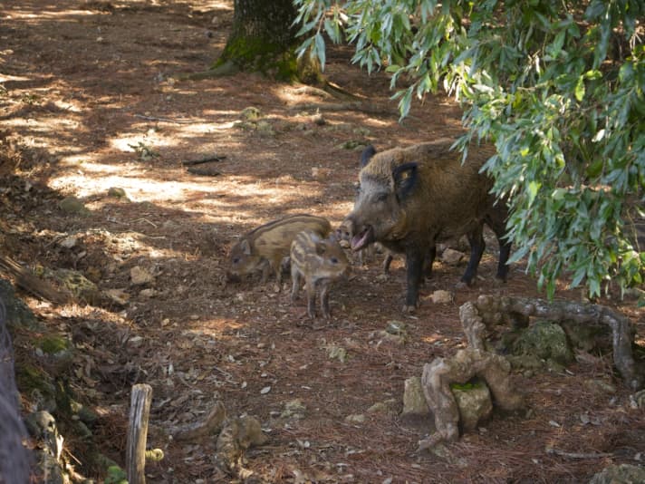 Wilde zwijnen kunnen fietsers zeker tegenkomen in de eikenbossen van Toscane