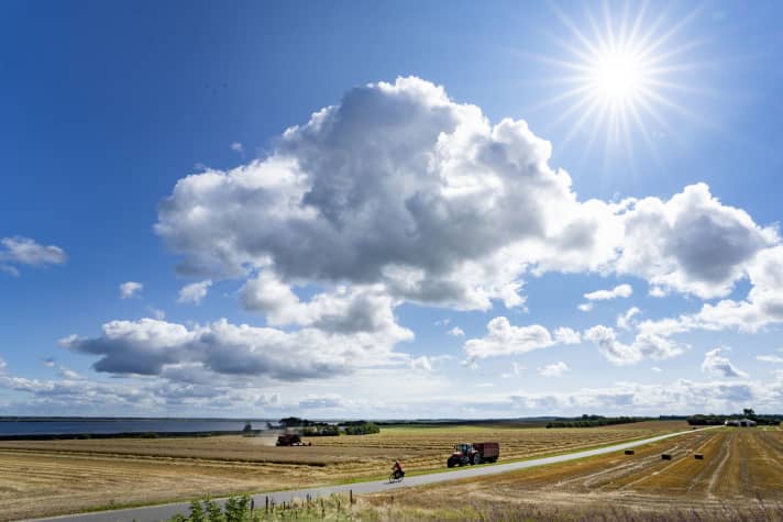 Uitgestrekte graanvelden kenmerken het landschap in Noord-Jutland