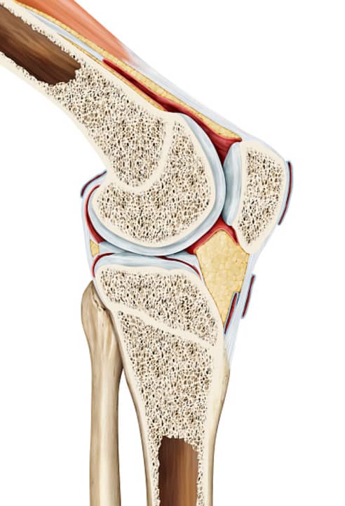 Een knie is zeer complex met botten, ligamenten, spieren en een heleboel andere onderdelen. Mountainbikers moeten de belangrijkste regels voor de gezondheid van de knie kennen.