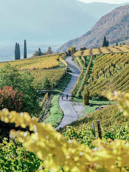 Zuid-Tirol herbergt enkele van de mooiste wijnregio's ter wereld - ideaal voor fietsers.