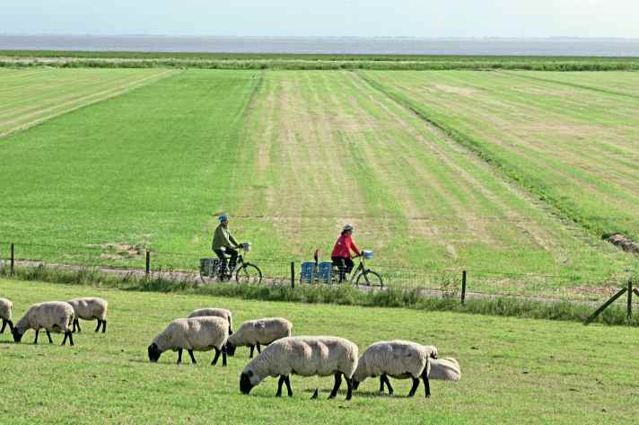 Bij de Jade Bay gaat het uitzicht vanaf het zadel tot ver in de Noordzee. Grazende schapen zijn bijna overal in de Wesermarsch te vinden.